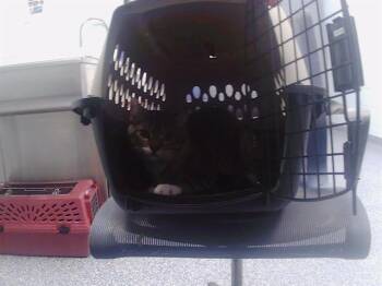 A1268610 -  Domestic Medium Hair Cat for Adoption in Charlotte, North Carolina - A1268610 | PetCurious