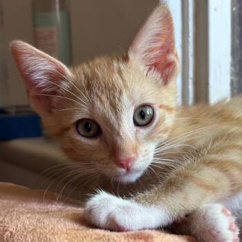 Vini -  Domestic Short Hair Cat for Adoption in Tustin, California - Vini | PetCurious