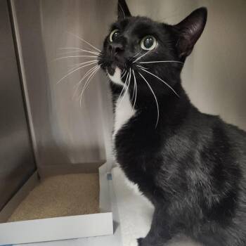 Lanny -  Domestic Short Hair Cat for Adoption in Clearwater, Florida - Lanny | PetCurious
