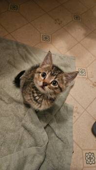Rescue Domestic Short Hair Cats for Adoption in Waterloo, Iowa - Jellie | PetCurious
