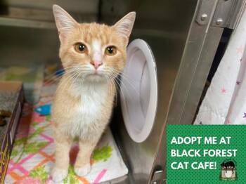 BEACH BALL -  Domestic Short Hair Cat for Adoption in Fort Wayne, Indiana - BEACH BALL | PetCurious