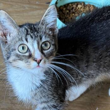 Gene Simmons -  American Shorthair Cat for Adoption in Mount Vernon, Arkansas - Gene Simmons | PetCurious
