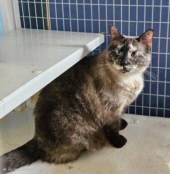 Maraca -  Domestic Short Hair Cat for Adoption in Claremont, New Hampshire - Maraca | PetCurious