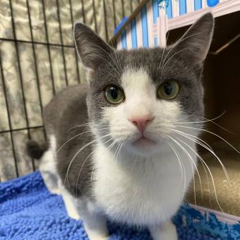 Domestic Short Hair Cats Available for Adoption - Gary | PetCurious