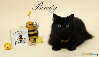 Beauty -  Domestic Long Hair and Domestic Short Hair Cat for Adoption in Fairhope, Alabama - Beauty | PetCurious