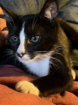 Rescue American Shorthair Cats for Adoption in Santa Rosa, California - Zip | PetCurious