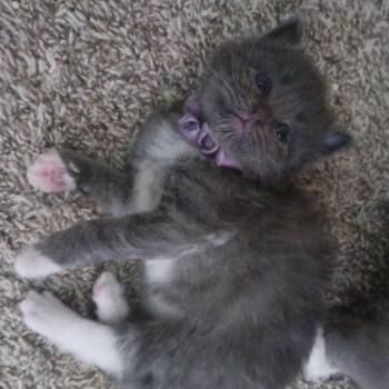 Domestic Short Hair Cats Available for Adoption in Rochester, Minnesota - Indy | PetCurious