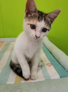 Erin -  Domestic Short Hair Cat for Adoption in Evansville, Indiana - Erin | PetCurious