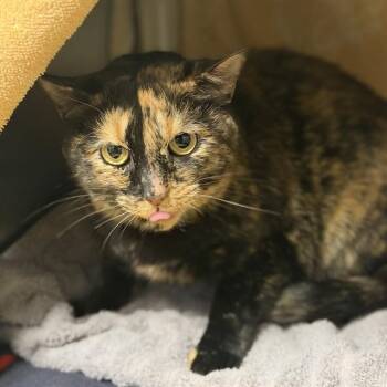 Domestic Short Hair Cats Available for Adoption - CARAMEL | PetCurious