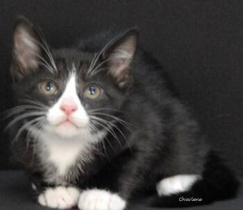 Pinecone -  Domestic Short Hair Cat for Adoption in Newland, North Carolina - Pinecone | PetCurious