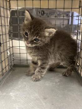 A1425488 -  Domestic Medium Hair Cat for Adoption in Las Vegas, Nevada - A1425488 | PetCurious