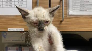 A611039 -  Siamese Cat Available for Adoption in Modesto, California - A611039 | PetCurious