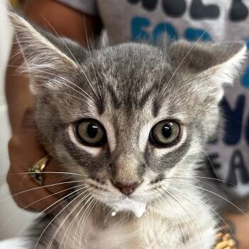 Nintendo -  Domestic Short Hair Cat for Adoption in Leander, Texas - Nintendo | PetCurious