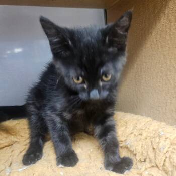 Stan -  Domestic Short Hair Cat for Adoption in Grantsville, Utah - Stan | PetCurious