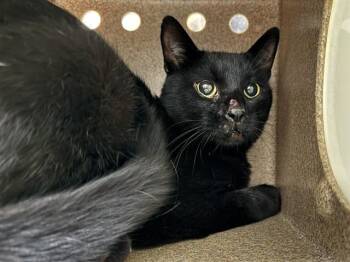 OREGANO IN THE BARN -  Domestic Short Hair Cat for Adoption in Pueblo, Colorado - OREGANO IN THE BARN | PetCurious