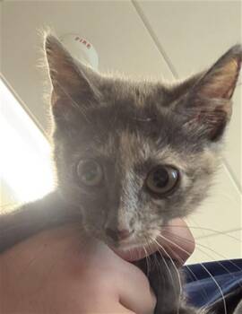 MINNIE -  Domestic Short Hair Cat for Adoption in Houston, Texas - MINNIE | PetCurious