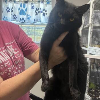 Boo -  Domestic Short Hair Cat for Adoption in Rogersville, Tennessee - Boo | PetCurious