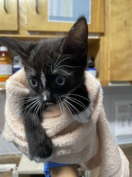 Domestic Short Hair Cats Available for Adoption in Tallahassee, Florida - LOAF | PetCurious