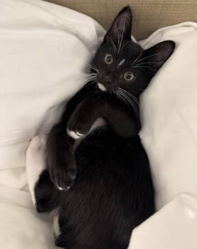 Rescue Tuxedo Cats for Adoption in Villa Park, California - Blackie | PetCurious