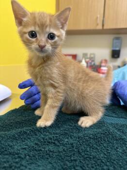 Belka -  Domestic Short Hair Cat for Adoption in Raleigh, North Carolina - Belka | PetCurious