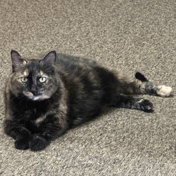 Zoey -  Domestic Short Hair Cat for Adoption in Bismarck, North Dakota - Zoey | PetCurious