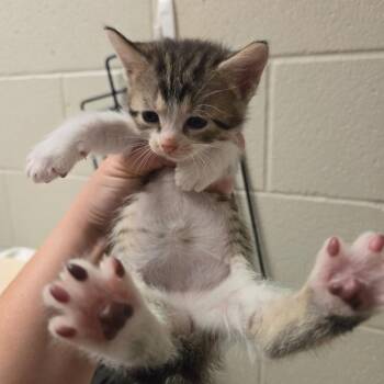 Ziggy -  Domestic Short Hair Cat for Adoption in Bristol, Indiana - Ziggy | PetCurious