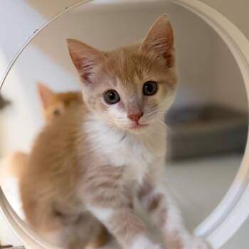 Mango -  Domestic Medium Hair Cat for Adoption in Tulsa, Oklahoma - Mango | PetCurious