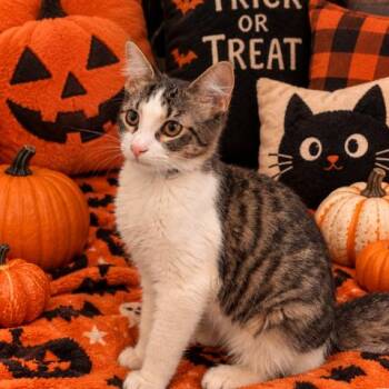 Eerie -  Domestic Short Hair Cat for Adoption in Long Beach, California - Eerie | PetCurious