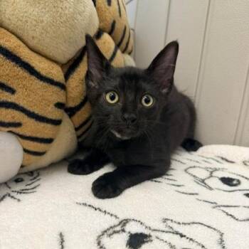 Jibri -  Domestic Short Hair Cat for Adoption in Hawthorne, California - Jibri | PetCurious