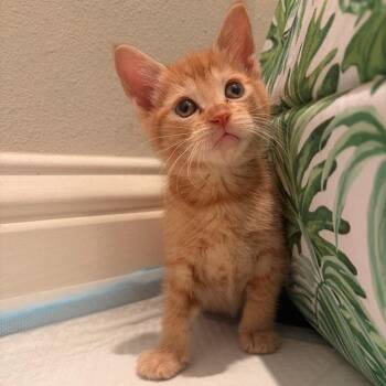 Catsup -  Domestic Short Hair Cat for Adoption in Dallas, Texas - Catsup | PetCurious