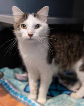JASPER -  Domestic Medium Hair Cat for Adoption in Leesburg, Virginia - JASPER | PetCurious