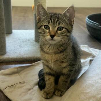 Biscuit -  Domestic Short Hair Cat for Adoption in Sunnyvale, California - Biscuit | PetCurious