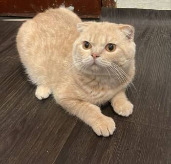Rescue Scottish Fold Cats for Adoption in Vienna, Virginia - Horus | PetCurious