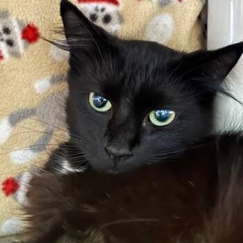 Utensil -  Domestic Long Hair Cat for Adoption in Walker, Michigan - Utensil | PetCurious