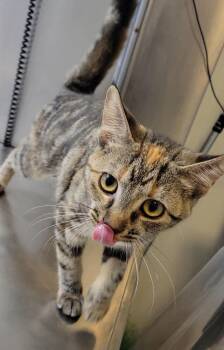 HAZEL -  Domestic Short Hair Cat for Adoption in Sandusky, Ohio - HAZEL | PetCurious