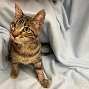 Mila -  Tabby Cat for Adoption in Green Valley, Arizona - Mila | PetCurious
