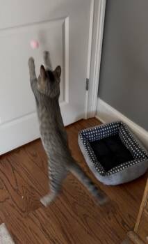 Simon Says -  Tabby and Domestic Short Hair Cat for Adoption in Duluth, Georgia - Simon Says | PetCurious