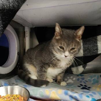 Creech -  Domestic Short Hair Cat for Adoption in Walker, Michigan - Creech | PetCurious