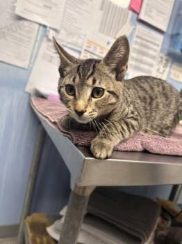 Sterling -  Domestic Short Hair Cat for Adoption in Roseville, California - Sterling | PetCurious