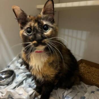 Momma tort -  Domestic Short Hair Cat for Adoption in Chattanooga, Tennessee - Momma Tort | PetCurious