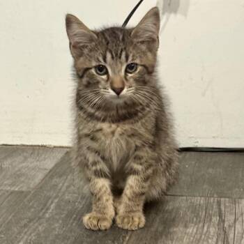 Tiger -  Domestic Medium Hair Cat for Adoption in Norco, California - Tiger | PetCurious
