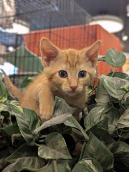 Domestic Short Hair Cats Available for Adoption in St. Cloud, Minnesota - Apricot | PetCurious