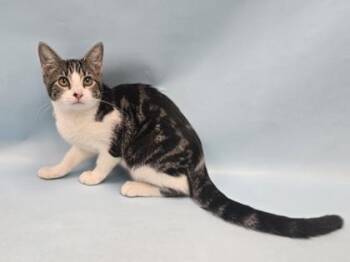 Bagel -  Domestic Short Hair Cat for Adoption in Minneapolis, Minnesota - Bagel | PetCurious