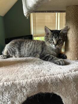 Staal26 -  Domestic Medium Hair Cat for Adoption in Youngsville, North Carolina - Staal26 | PetCurious