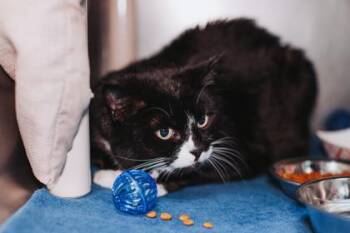 Domestic Short Hair Cats Available for Adoption - 89881A Oreo | PetCurious