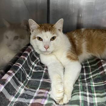 SVAS-Stray-39526 -  Domestic Short Hair Cat for Adoption in Lyndhurst, Virginia - SVAS-Stray-39526 | PetCurious