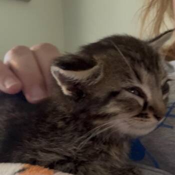 Navy bean -  Domestic Medium Hair Cat for Adoption in Santa Rosa Beach, Florida - Navy Bean | PetCurious