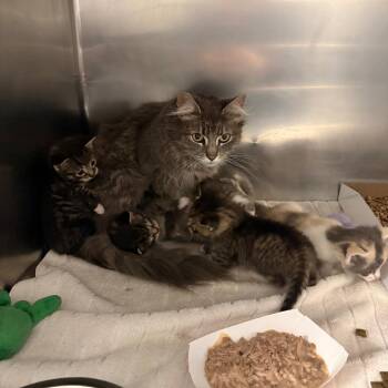 Domestic Long Hair Cats Available for Adoption in Allentown, Pennsylvania - Mama Sundae | PetCurious