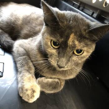 Patrice -  Domestic Short Hair Cat for Adoption in Oak Park, Illinois - Patrice | PetCurious