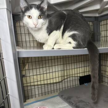 Domestic Short Hair Cats Available for Adoption - Dre | PetCurious